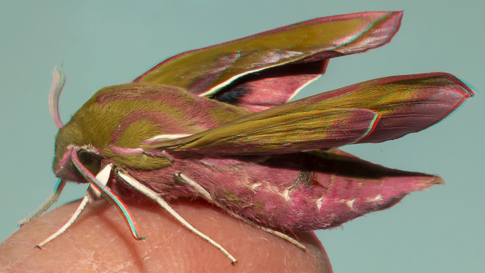 The Stereoscopic Society, Kate Sullivan